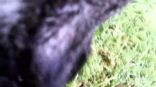 Collar Cam First Video