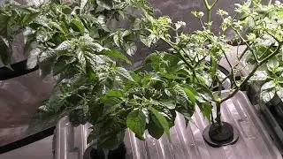 How I grow peppers with hydroponics (kratky explained)