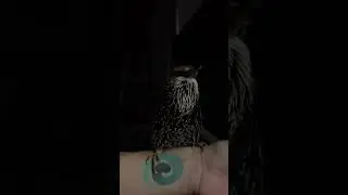 More Dinosaur Sound Effects