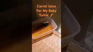 Carrot Juice For My Baby Turtle 🐢 #petreptiles #turtle #care