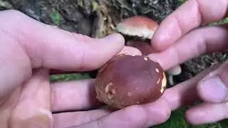 Die Pilz arme Zeit beginnt? WET(Walderkungungtour) ende Oktober