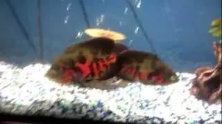 Tiger Oscars