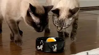 I fed my cats a hard boiled egg (fail)