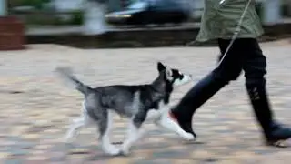 Ок Флок Акоя