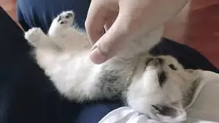 Видос про котёнка