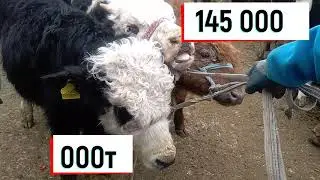 Тараз мал базары 23.02.2020 Таразский скотный рынок, horse, cow, ram
