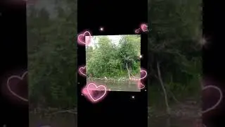 сегодня я была в тайге🍀💗