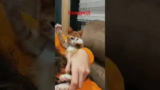 кот колдун))) 