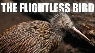 The Life of A Kiwi Bird: New Zealand's Flightless Bird
