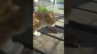 а потом он начал мыться