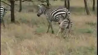 Zebra Baby