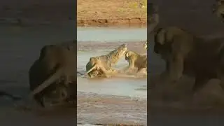 Lions VS Crocodile Fight! 🦁🐊 
