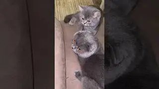 #kedim #fyptiktok #uyku #bebek #cutecat #cat #bebekkedi #cutebaby #catlovers