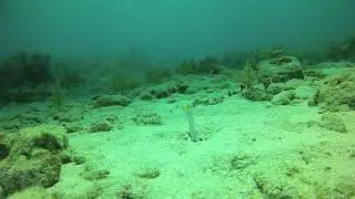French Reef Jawfish UNedited footage backscatter red flip filter GoPro Dive Housing