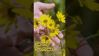 The Late-Season Flower That Refuses to Quit 🌻