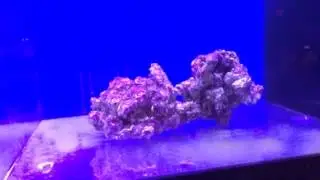 Premium Aquatics Fish 3-26-15