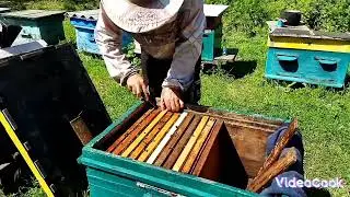 "Обработка пчёл щавельной кислотой"
