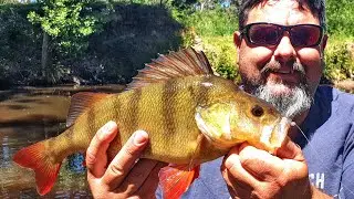 BIG perch (redfin) fishing
