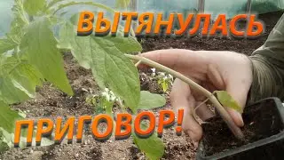 Рассада помидор вытянулась,подготовка теплицы к высадке рассады!