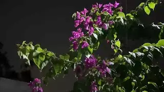 1시간 잔잔한 수면음악 🎵 스트레스 해소음악, 잠잘때 듣는 음악, 불면증치료음악, 수면유도음악 (My Dream)