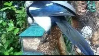 Magpie Birds On Autumn Saturday Visit To My Cottage Garden Scone Perth Perthshire Scotland