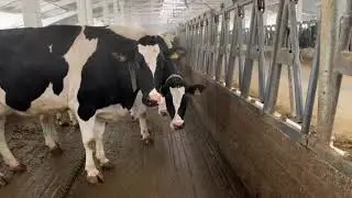 Настройка боксов под стадо. Особенности практики. Александр Гальцов. www.dairy.by ООО 