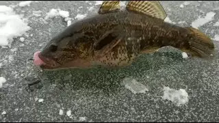 Рыбалка на ротана (Ноябрь 2018)