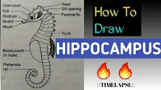How to draw HIPPOCAMPUS || Drawing