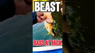 Bass Blitz: Unstoppable Strike