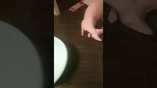 A funny sphinx cat named Semen 🤣 Loves to ride 🤣🤣🤣
