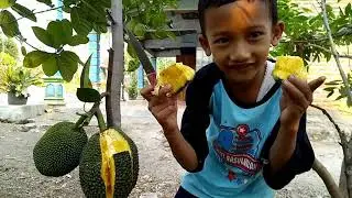 DAHSYAT... NANGKA MADU (NANGKA MINI) UMUR 1,5 TAHUN SUDAH MULAI PANEN,one year jackfruit bears fruit
