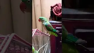 my beautiful parrot #shorts