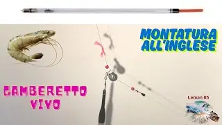ENGLISH mounting with LIVE SHRIMP (TUTORIAL)