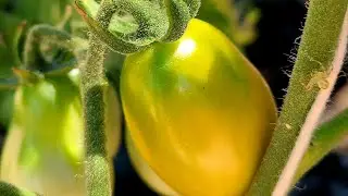 Beat the Heat: Outdoor Desert Hydroponic Garden Cooling Tricks