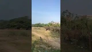 Bss mein hu sheer #rottweilerworld #dogbreed #breeder #doglovers #shortsdog #shortindia #ytshorts