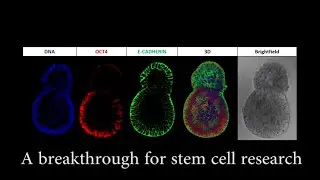 Artificial Embryos