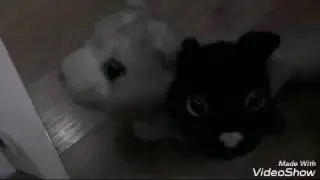 The cat collection