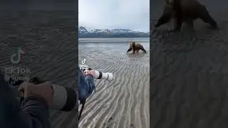 Ayı Saldırısında Ne Yapılır? | What Should You Do for Bear Attack