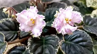 Violets in Bloom! January 2022 Violets, Review. They're blooming again!!!//