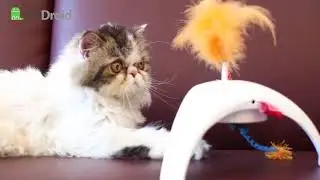Интерактивные игрушки для кошек GiGwi Pet Droid