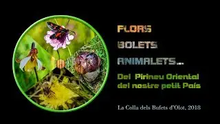 Floretes