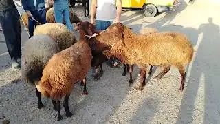 MAŞTAĞA. QOYUN. KEÇİ. MAL. BAZARI. 8.09.2024.🐑🐐🐂.   )  (.        🇦🇿