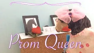 Prom Queen ♪ {Schleich Music Video Part - 5}