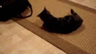 My cats first experience with catnip