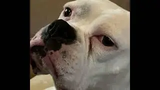 The food (caseoh diss)