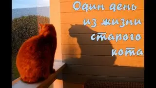 Один день из жизни кота