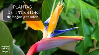 Plantas de interior de hojas grandes