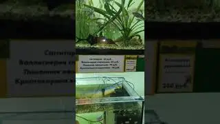 Экзотические рыбки в Брюховецкой