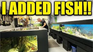 I added fish to my 2,000G aquarium! The king of DIY adds oscar cichlids