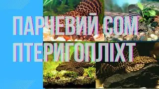 Парчевий сом Птеригопліхт Glyptoperichthys gibbiceps